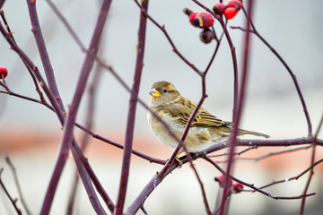 Brown sparrow on a branch of a bush with wild rose.