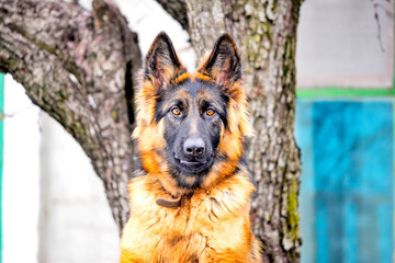 German shepherd peeking from behind a wooden fence.