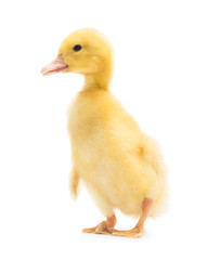 Cute little duckling