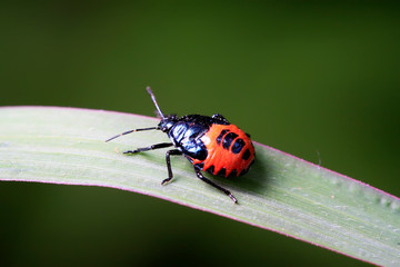 stinkbug on plant