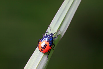 stinkbug on plant