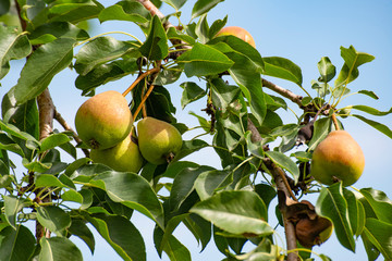 Green pears on the tree, environmentally friendly product.