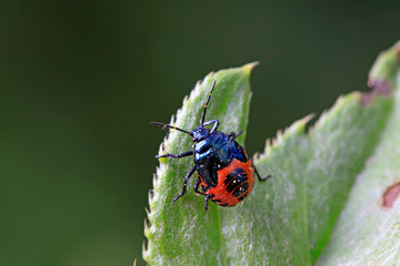 stinkbug on plant