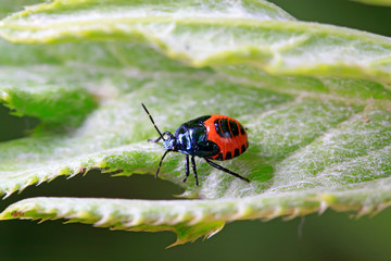 stinkbug on plant