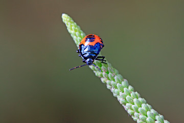 stinkbug on plant