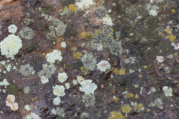 lichen on a rock