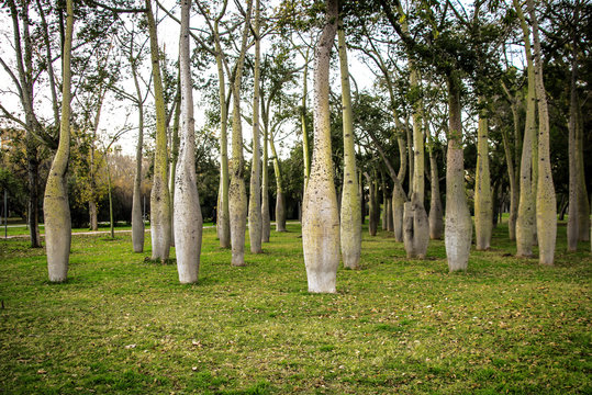 Beautiful park of bottle trees in Valencia, Spain