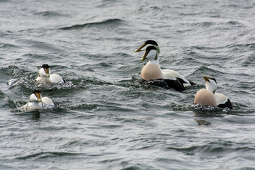 Common eider in the water