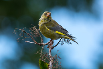 European greenfinch on a branch in Sweden