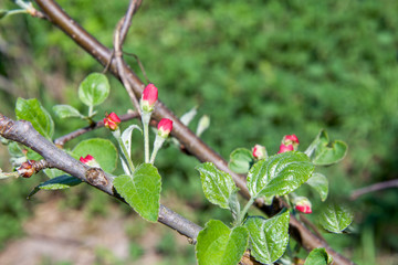 beautiful flowering Apple Bush with blooming flowers in the spring