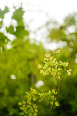 spring green background