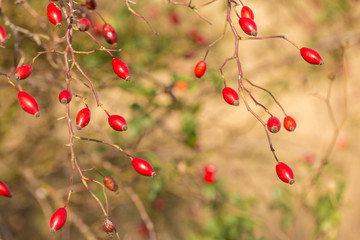 Sprig of wild rose in autumn