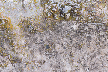 Asbestos slate texture concrete covered with lichen and moss	