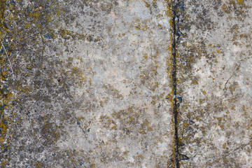 Asbestos slate texture concrete covered with lichen and moss	