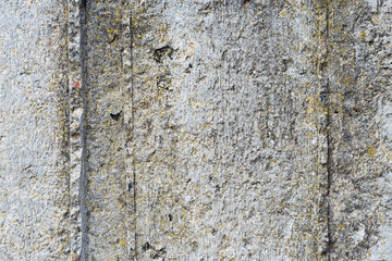 Asbestos slate texture concrete covered with lichen and moss	