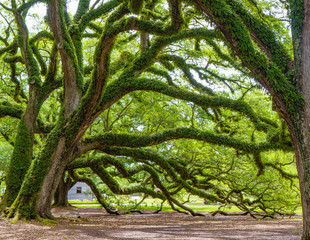 Southern live oak trees on Oak Alley Plantation, Vacherie, Louisiana, USA. Oak trees are massive,...