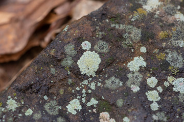 lichen on trunk of a tree