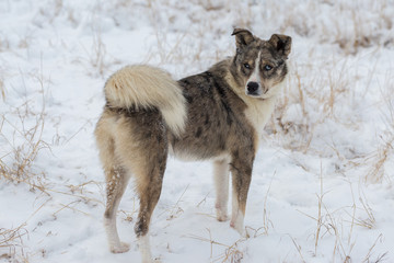Naklejka premium Dogs play in the snow in winter, Beautiful portrait of a pet on a sunny winter day 