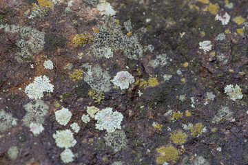 lichen on trunk of a tree