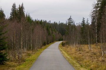 Fototapeta na wymiar Road passing through a forest in Europe