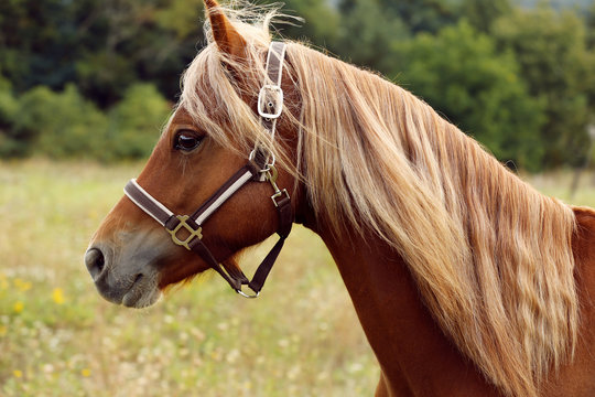 beautiful brown welsh pony with long blond mane and halter 