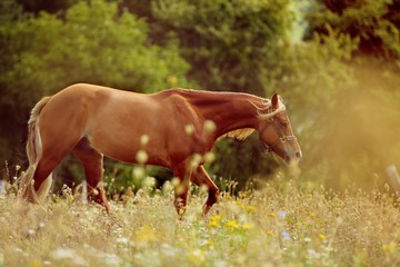 brown horse welsh pony with long blond mane walking in high grass by sunset