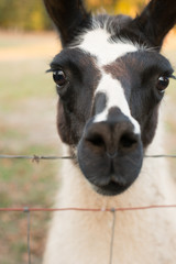 portrait of a llama