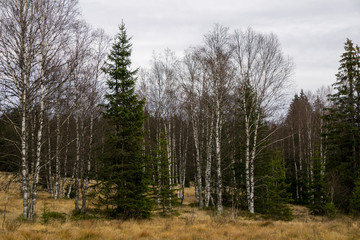 Birch and larch trees in a field
