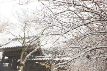 日本の冬　寺の境内に雪が降り積もる