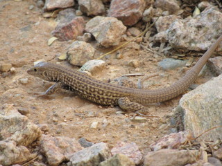 A whiptail lizard foraging for food and blending in with its environment 