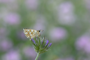 Hesperiidae / Kızıl Zıpzıp / / Spialia orbifer