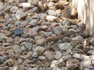 A whiptail lizard foraging for food and blending in with its environment 