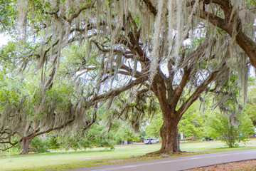 Southern live Oak tree with Spanish moss hanging from branches in  Audubon Park, New Orleans, Louisiana, USA. No people, daytime horizontal photo