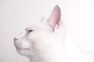 Kot w studio © Aleksander