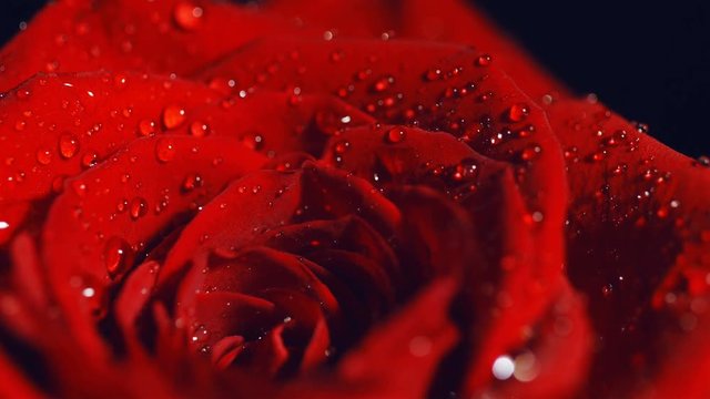 Closeup of a red lush rose with water drops rotates on black background. Macro shot rose with petals. Concept for advertising perfume cosmetics. Congratulations on February 14, Women's Day.