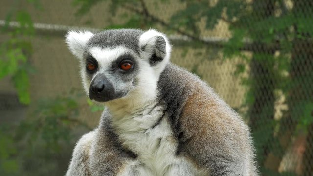 Close up Ring-tailed lemur Portrait in nature it is large strepsirrhine primate and most recognized lemur due to its long, black and white ringed tail.