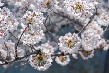 Cherry blossom full bloom in spring season.