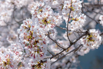 Cherry blossom full bloom in spring season.