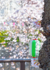 Meguro Sakura (Cherry blossom) Festival. Cherry blossom full bloom in spring season at Meguro...
