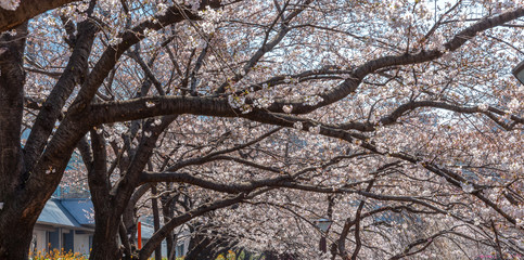 Meguro Sakura (Cherry blossom) Festival. Cherry blossom full bloom in spring season at Meguro river,  Tokyo, Japan. Many visitors to Japan choose to travel in cherry blossom season.