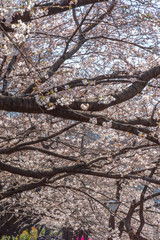 Meguro Sakura (Cherry blossom) Festival. Cherry blossom full bloom in spring season at Meguro river,  Tokyo, Japan. Many visitors to Japan choose to travel in cherry blossom season.