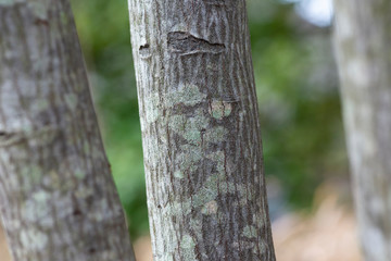 lichen on trunk of a tree