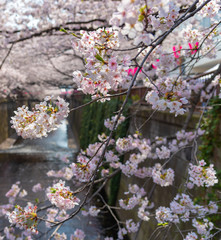 Meguro Sakura (Cherry blossom) Festival. Cherry blossom full bloom in spring season at Meguro river,  Tokyo, Japan. Many visitors to Japan choose to travel in cherry blossom season.