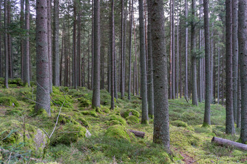 Obraz premium Wandering through a northern coniferous forest