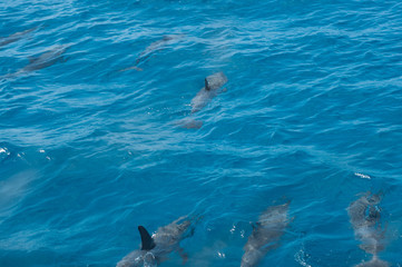 Obraz premium dolphin in the water - Fernando de Noronha