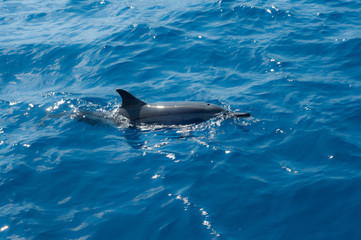 dolphin in the water - Fernando de Noronha