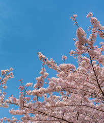 Cherry blossom full bloom in spring season.