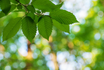 green leaves on the green backgrounds