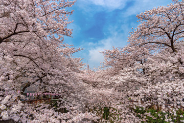 Meguro Sakura (Cherry blossom) Festival. Cherry blossom full bloom in spring season at Meguro river,  Tokyo, Japan. Many visitors to Japan choose to travel in cherry blossom season.