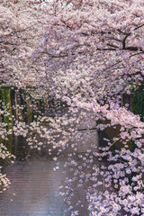 Obraz na płótnie Canvas Meguro Sakura (Cherry blossom) Festival. Cherry blossom full bloom in spring season at Meguro river, Tokyo, Japan. Many visitors to Japan choose to travel in cherry blossom season.